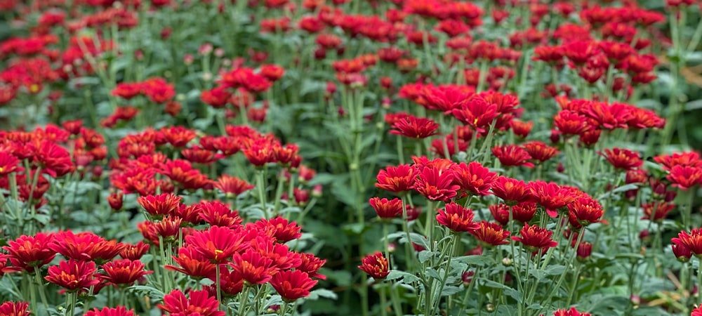 How Florance Flora Powers India’s Horticulture Growth's image