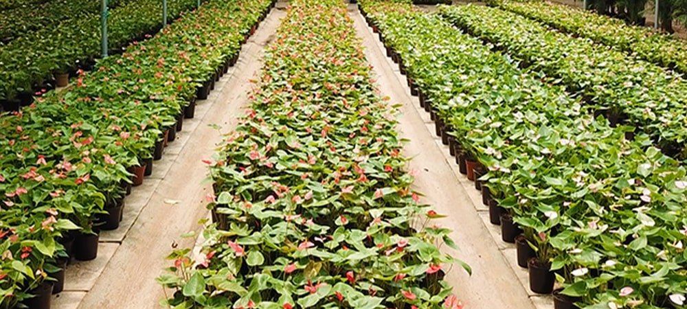 Sustainable Horticulture with Florance Flora's image