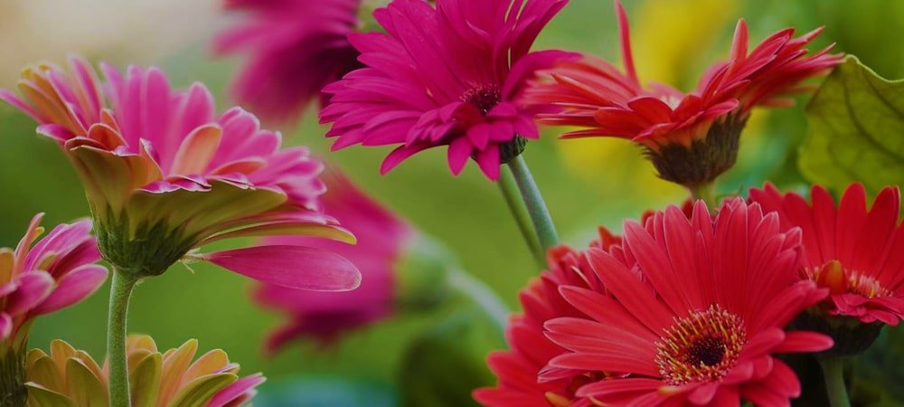 Why Growers Trust Florance Flora for Planting Materials's image