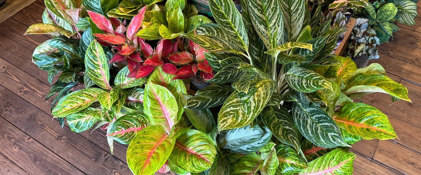 Aglaonema Pot Plants