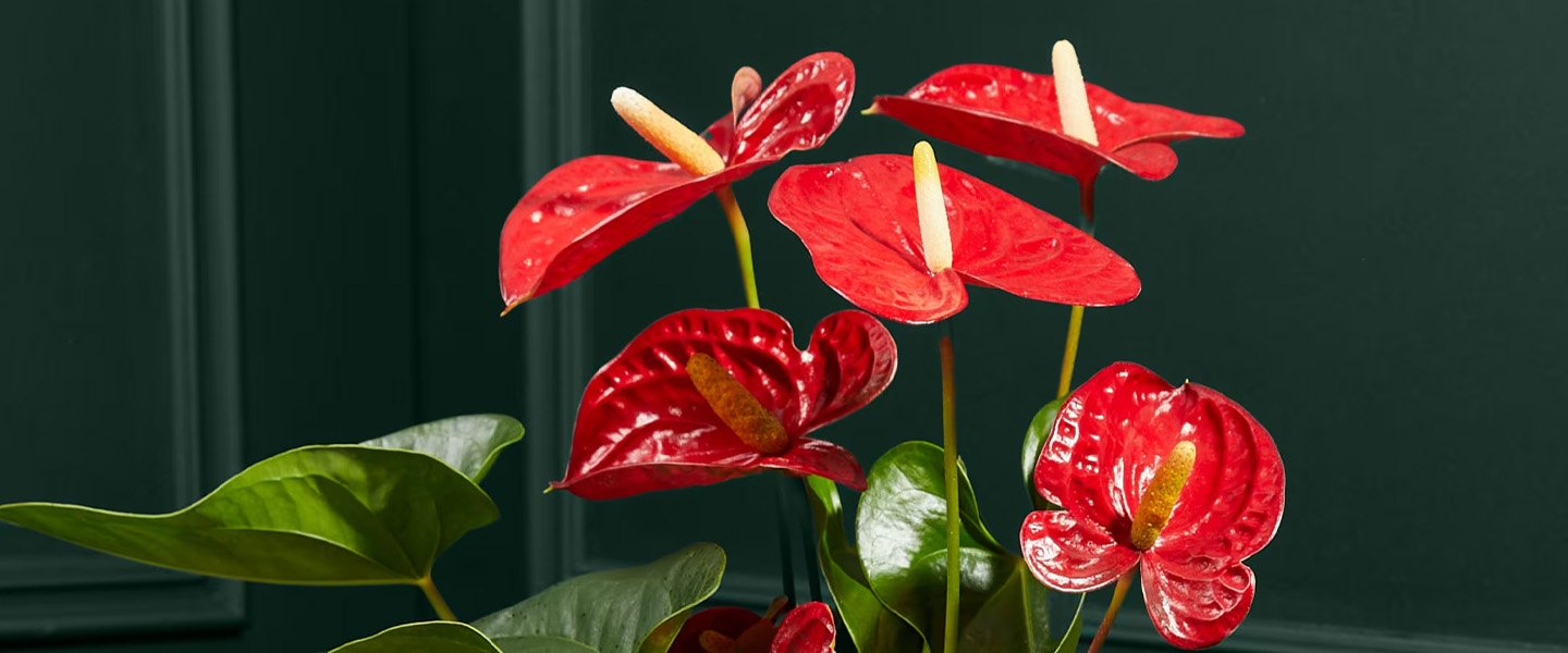 Anthurium Pot Plants