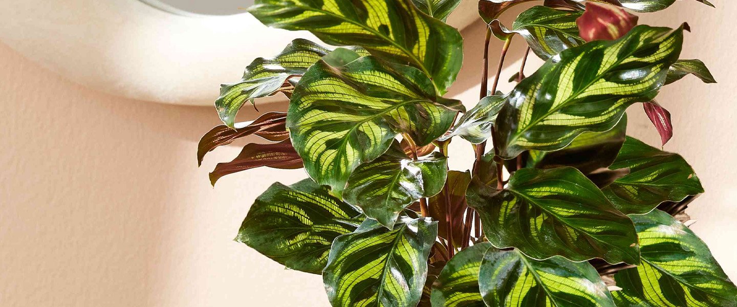 Calathea Pot Plants