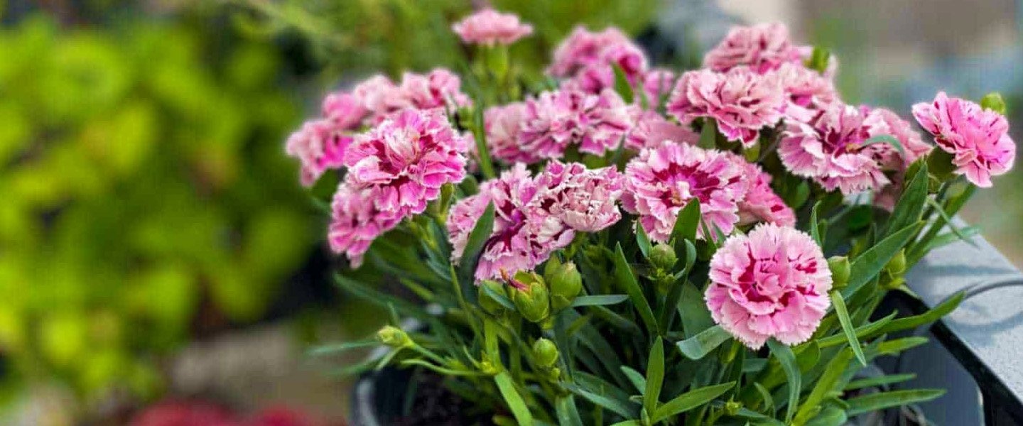 Carnation Pot Plants
