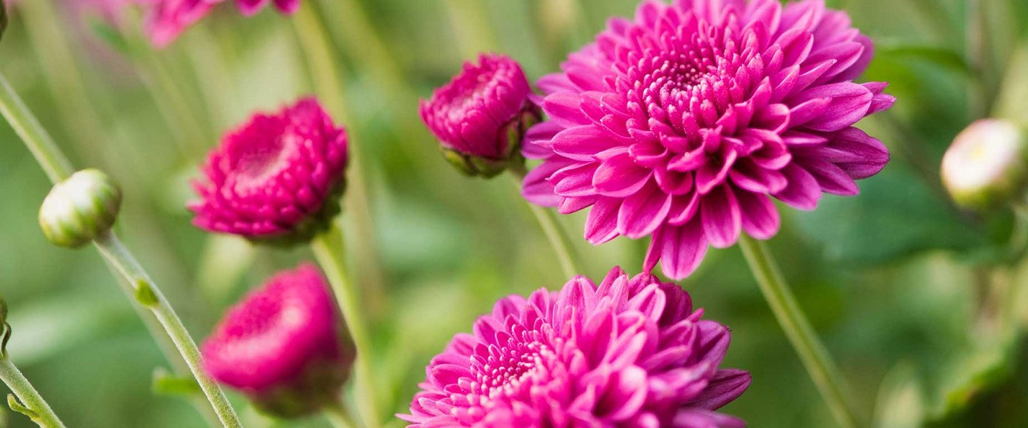 Chrysanthemum Pot Plants