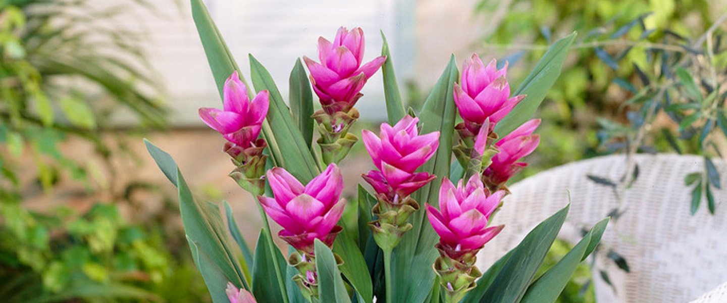Curcuma