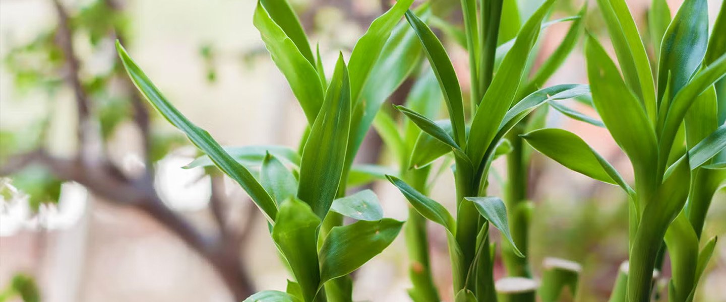 Dracaena Sanderiana Pot Plants