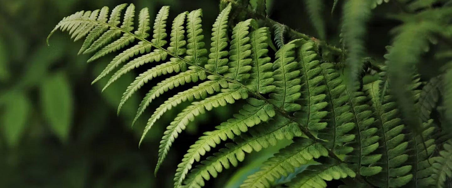 Ferns Pot Plants