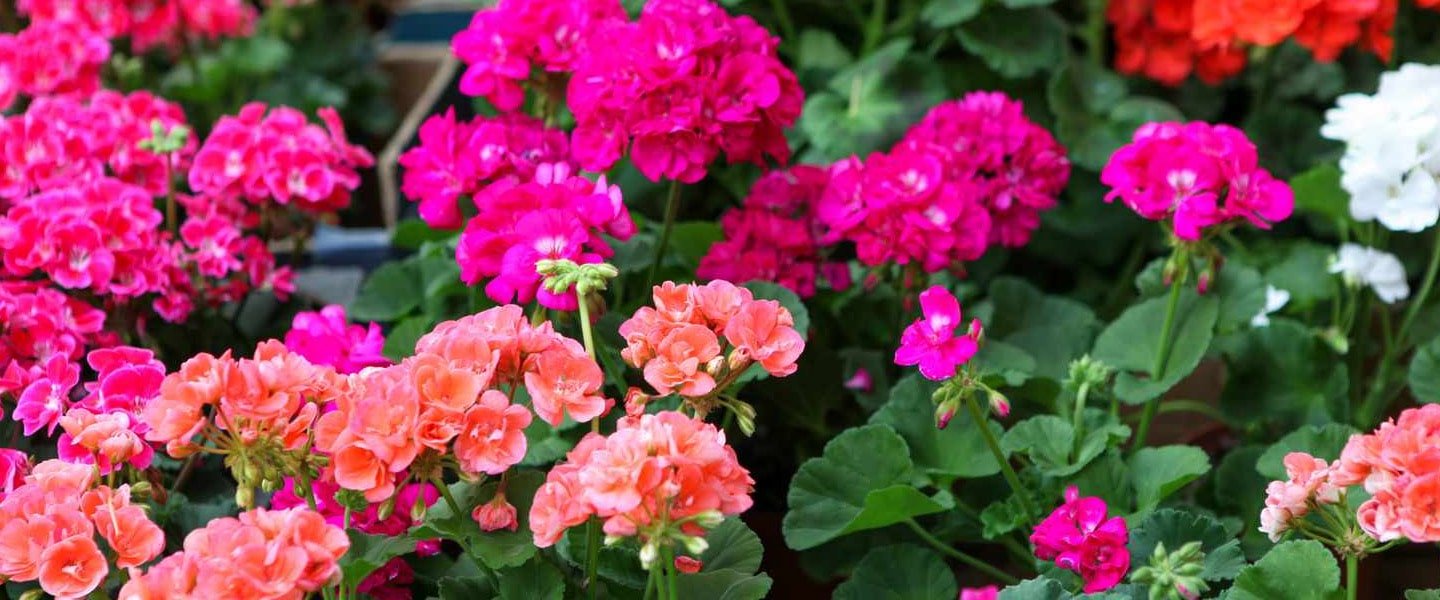 Geranium Pot Plants