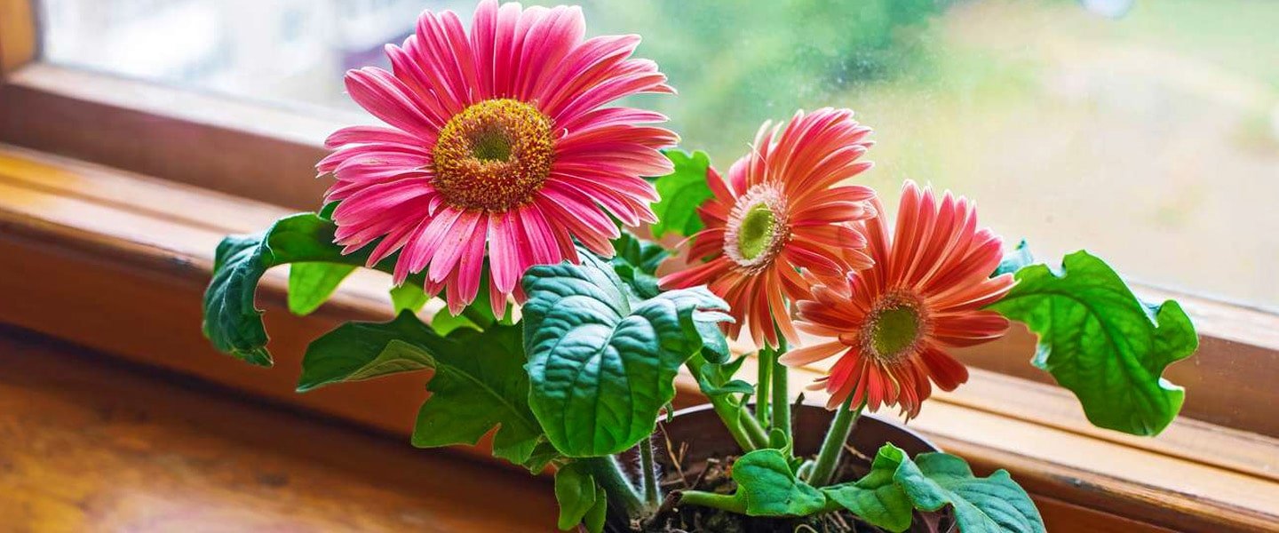 Gerbera Pot Plants