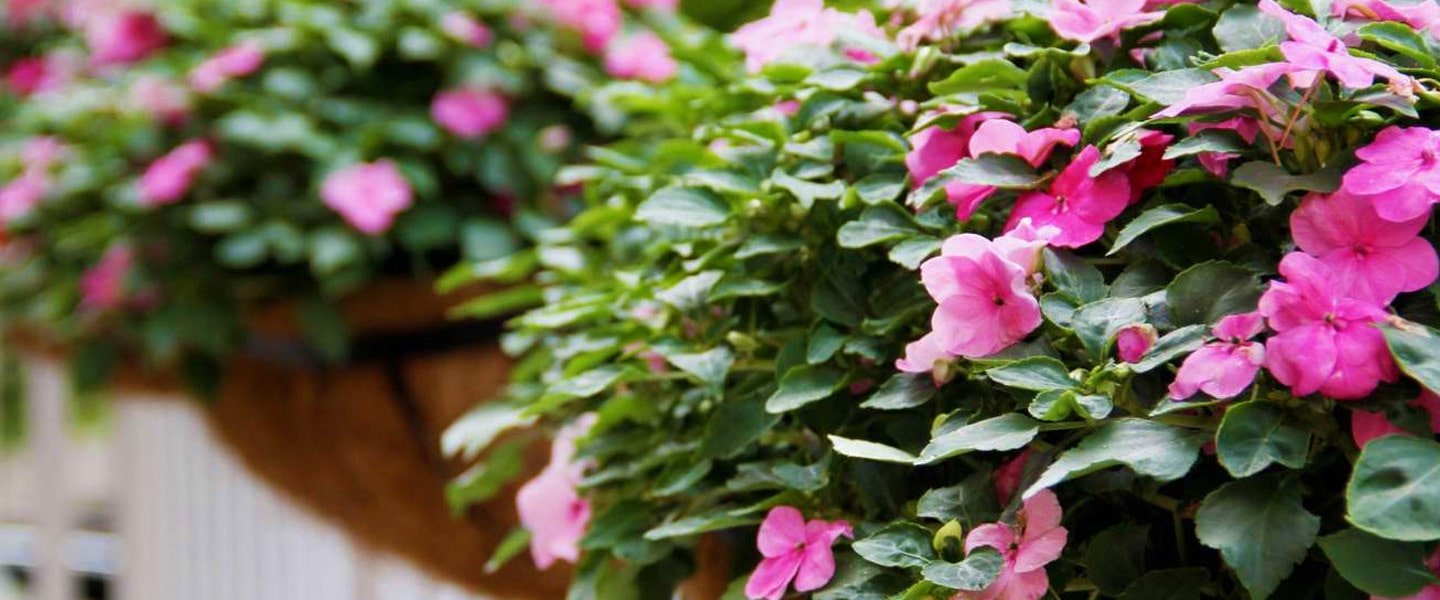 Impatiens Pot Plants