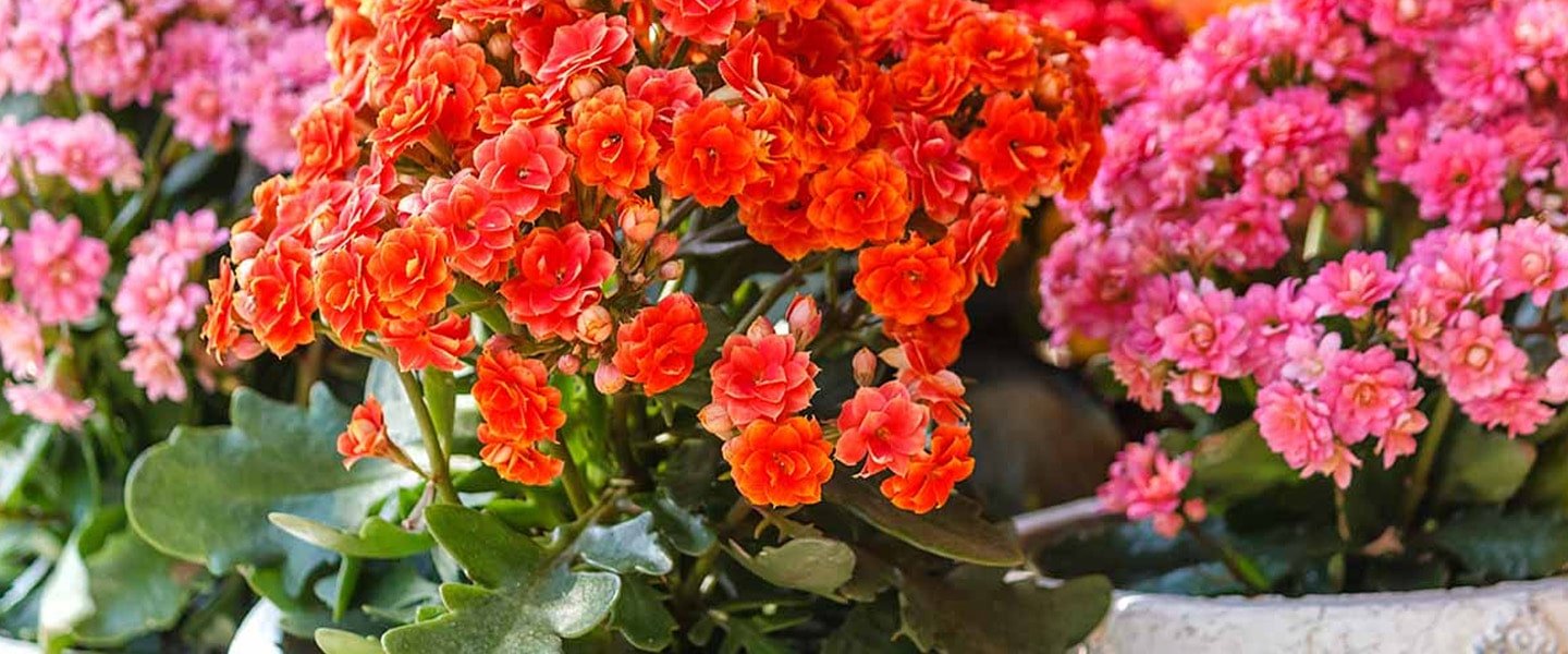 Kalanchoe Pot Plants