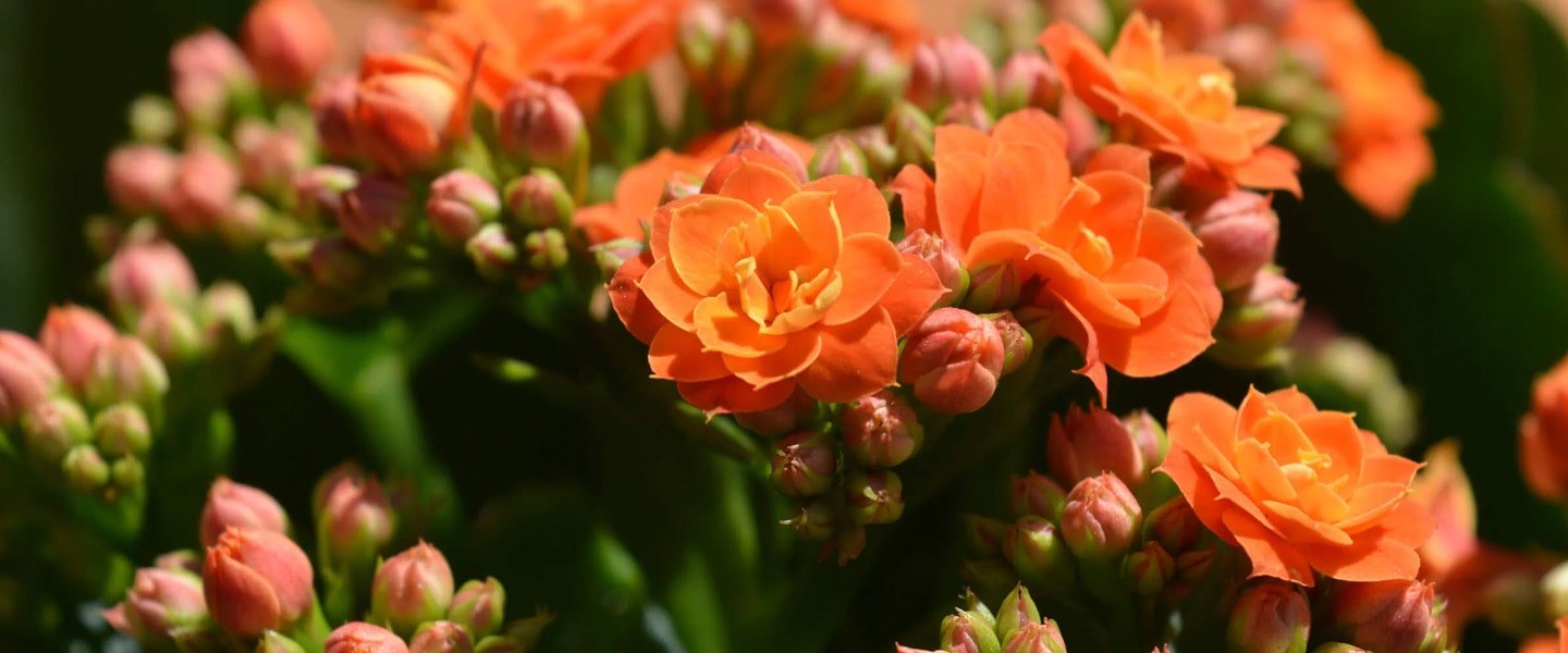 Kalanchoe
