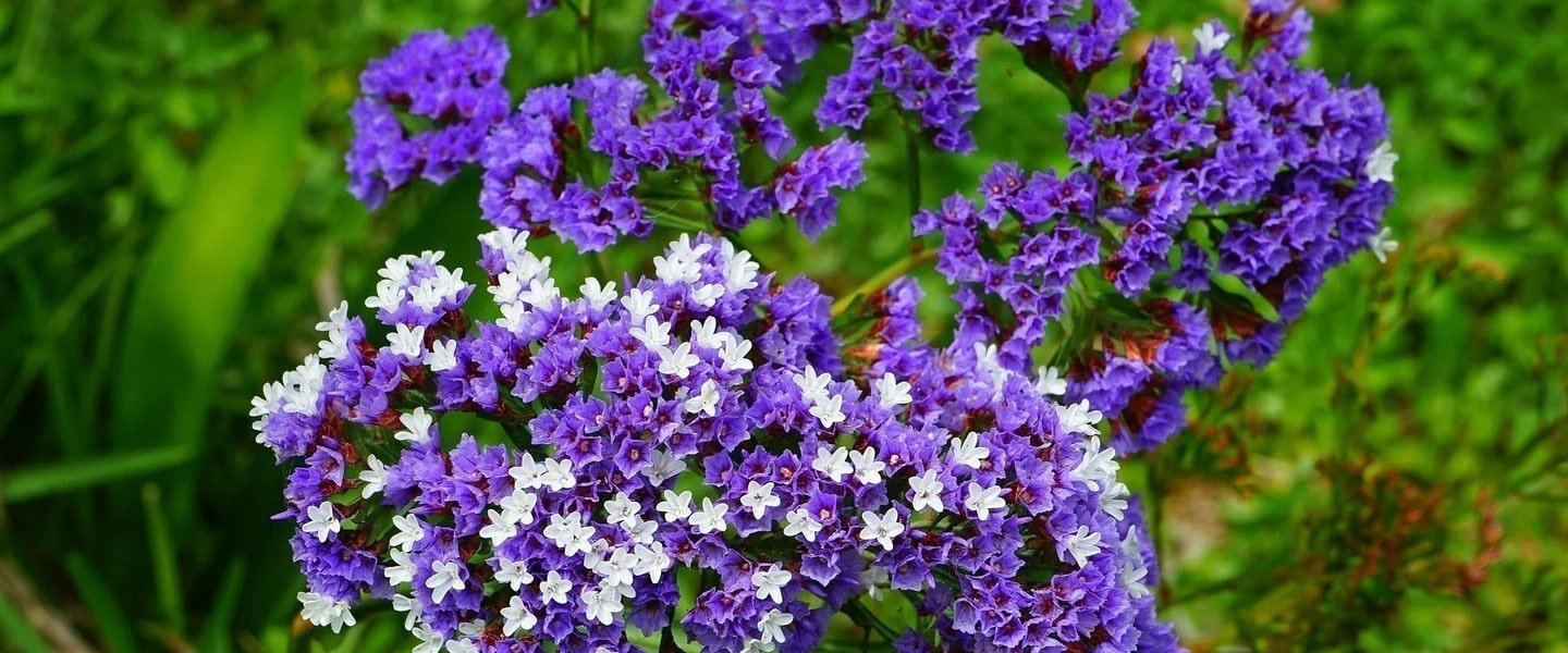Limonium