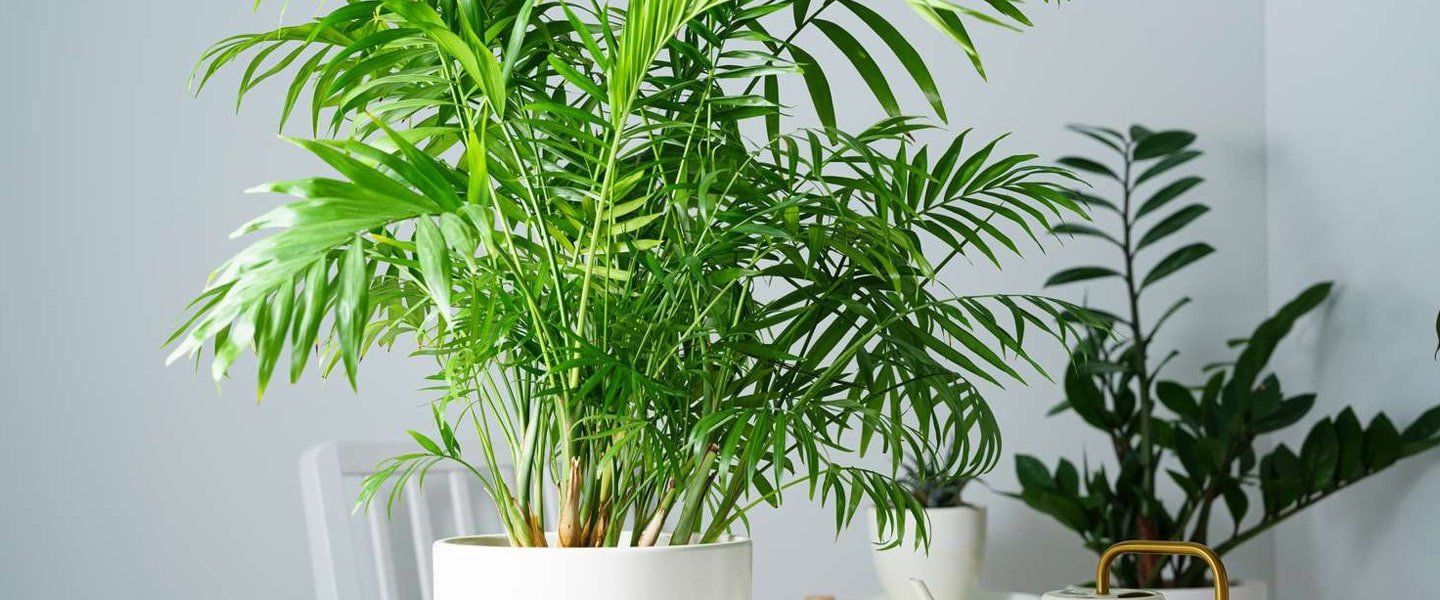Palms Pot Plants