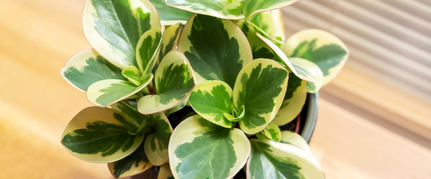 Peperomia Pot Plants