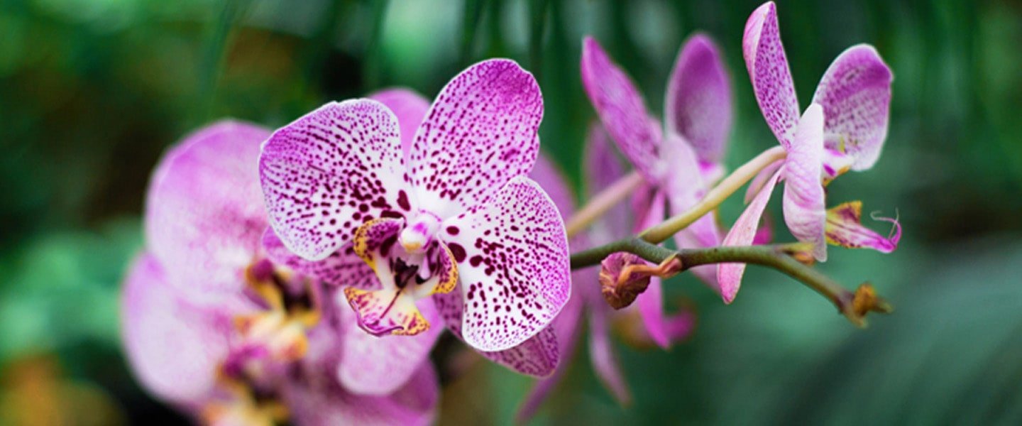 Phalaenopsis Pot Plants