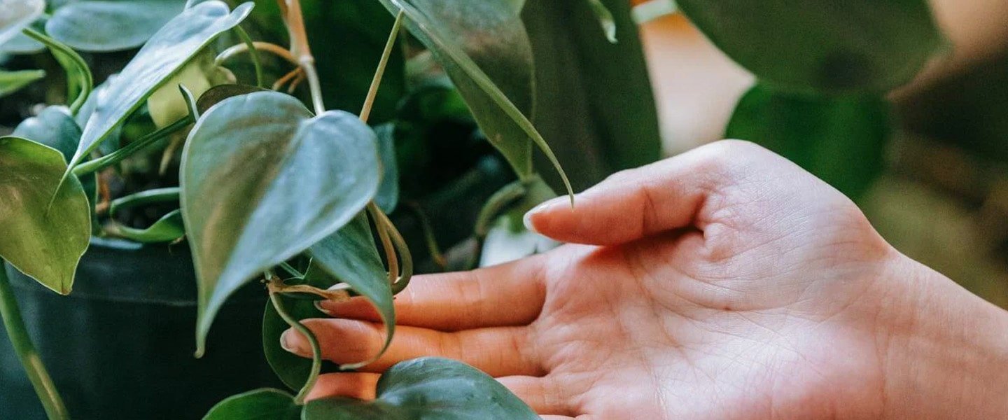 Philodendron Oxycardium Pot Plants