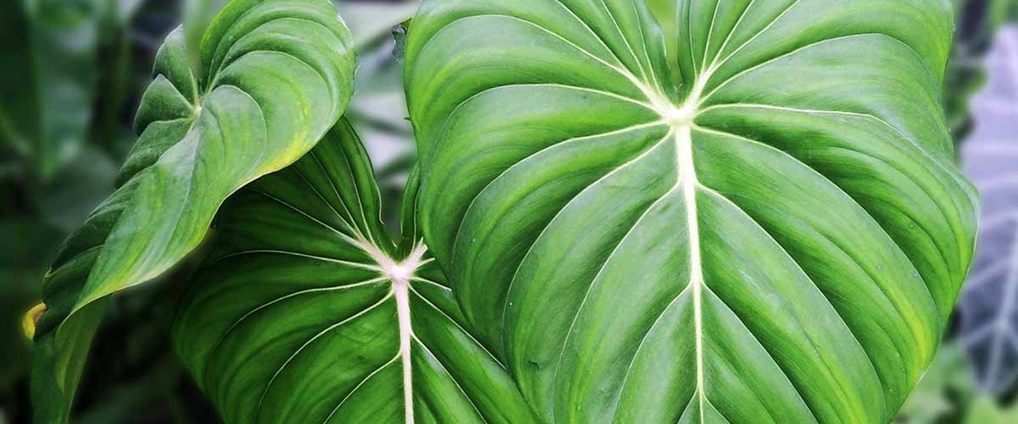 Philodendron Pot Plants