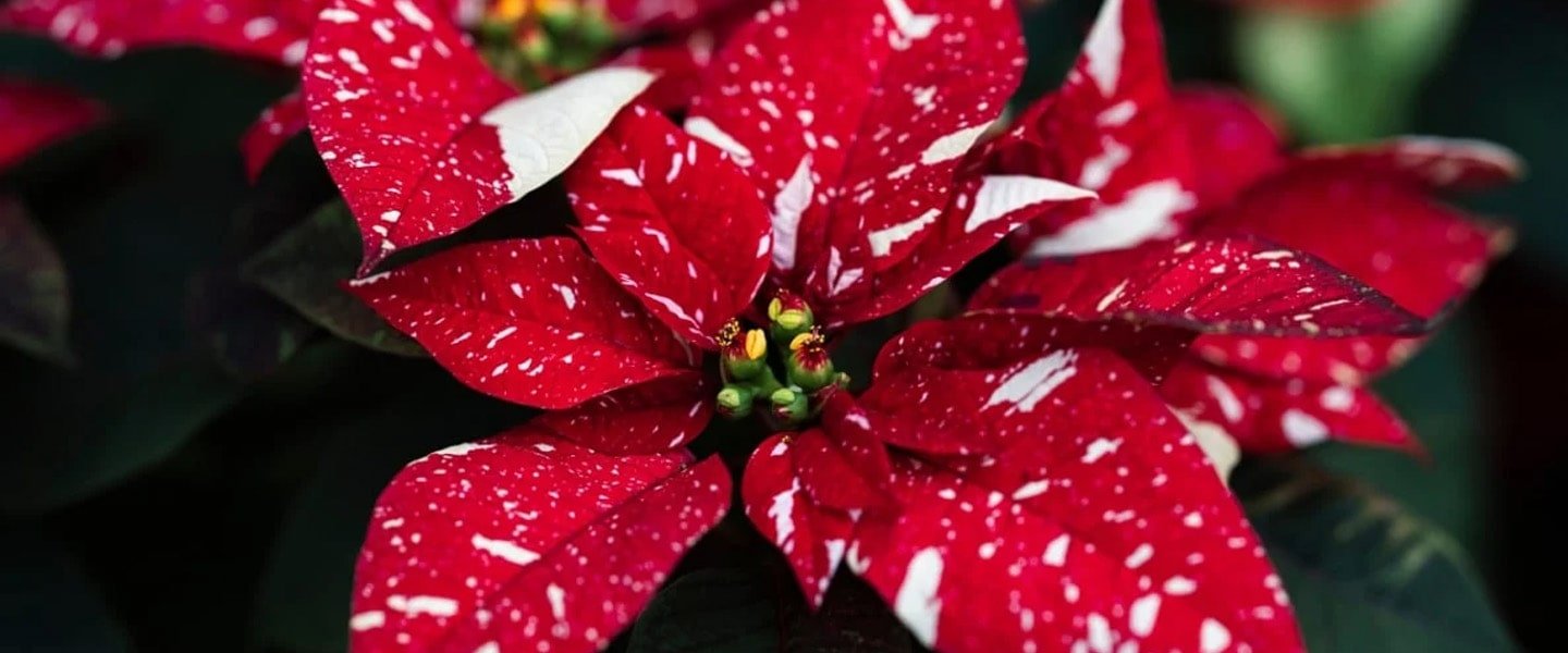 Poinsettia Pot Plants