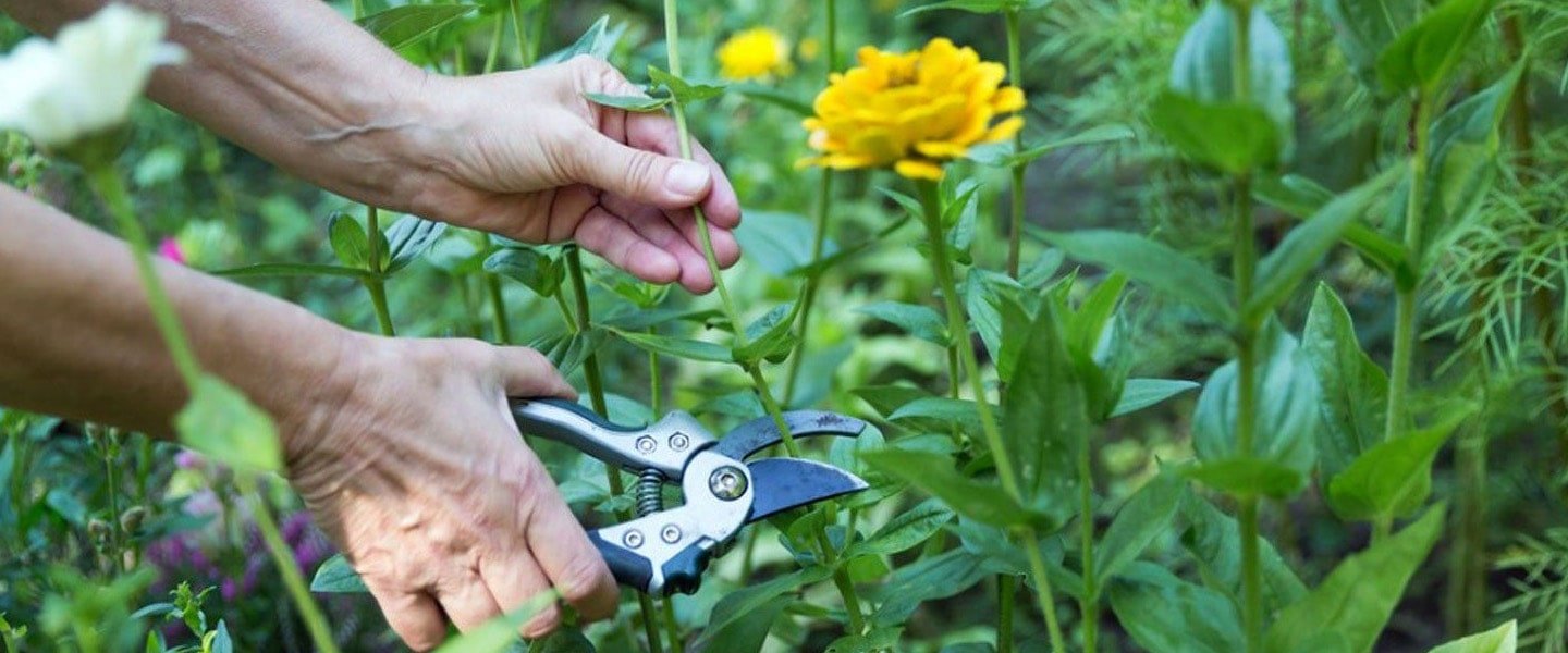Post-harvest Advisory