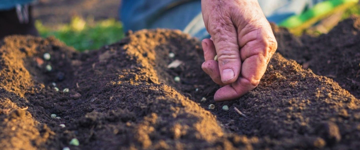Pre-planting Inspection