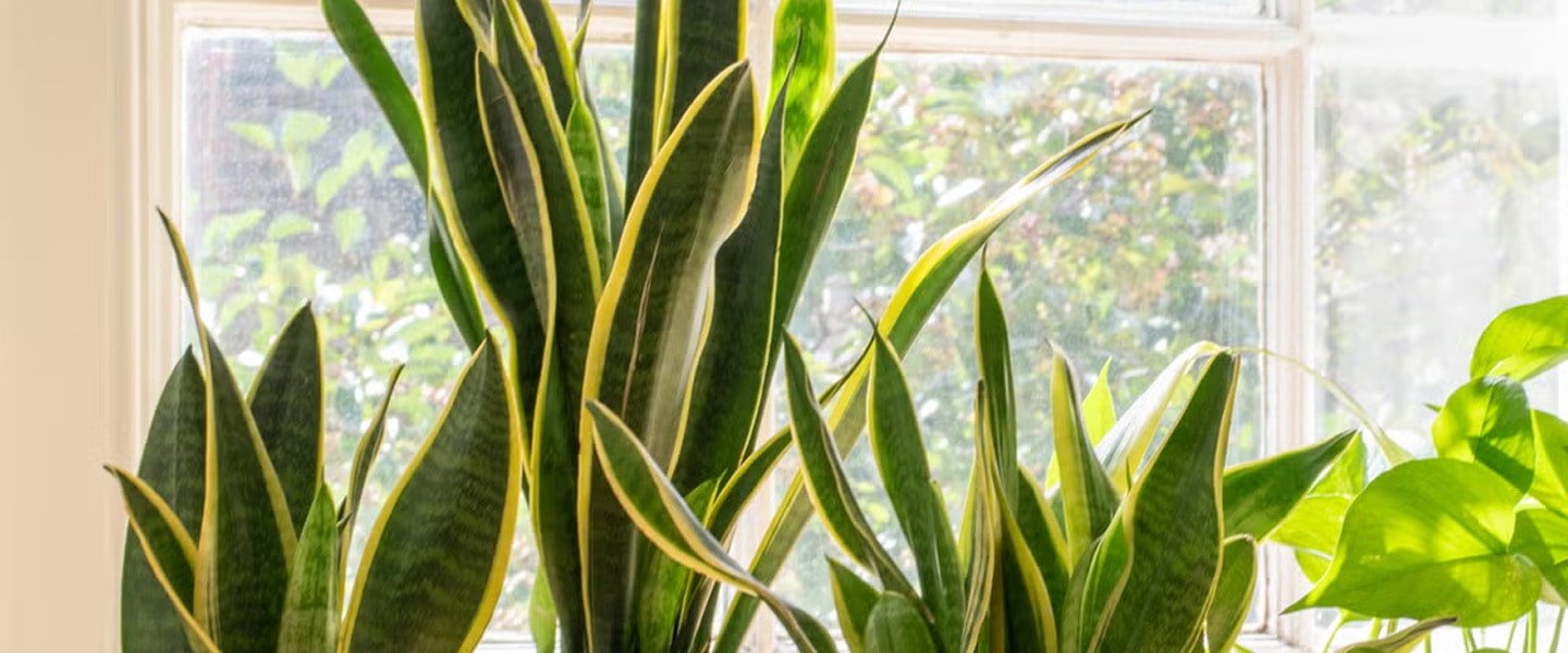 Sansevieria Pot Plants