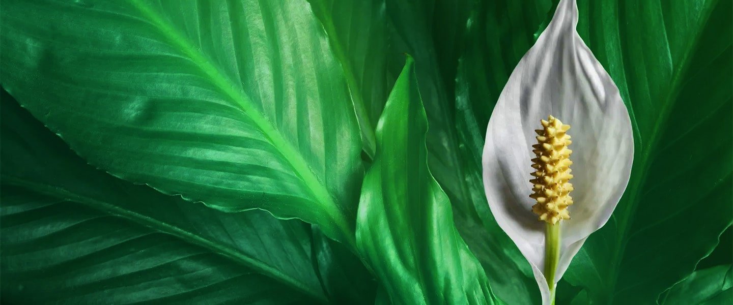 Spathiphyllum Pot Plants