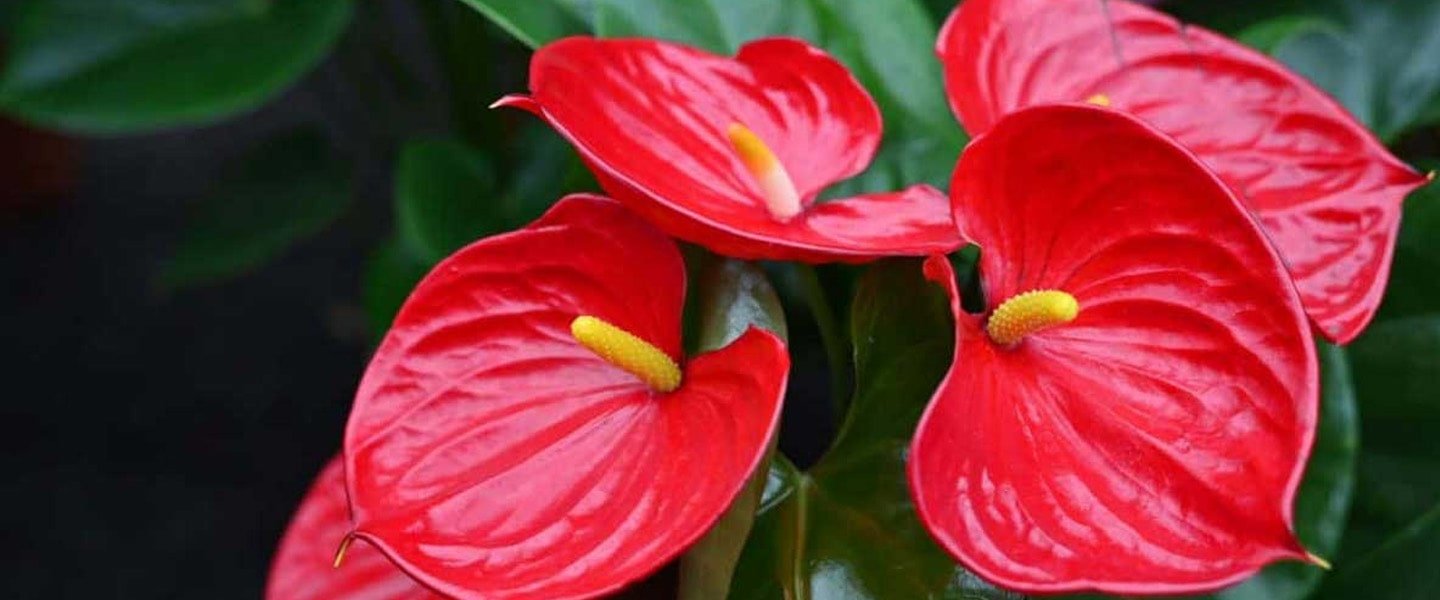 Std Anthurium
