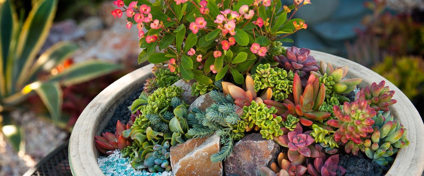 Succulents Pot Plants