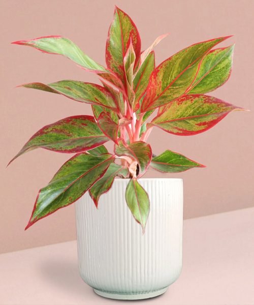 Aglaonema Pot Plants