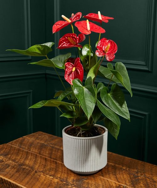 Anthurium Pot Plants – image 1