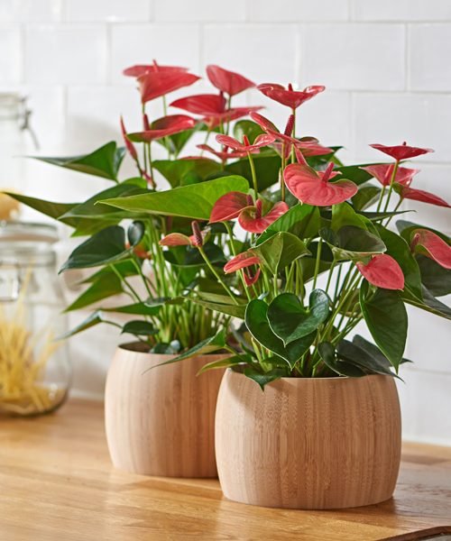Anthurium Pot Plants – image 2