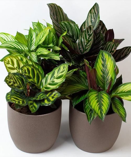 Calathea Pot Plants