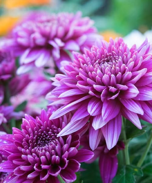 Chrysanthemum Pot Plants – image 1