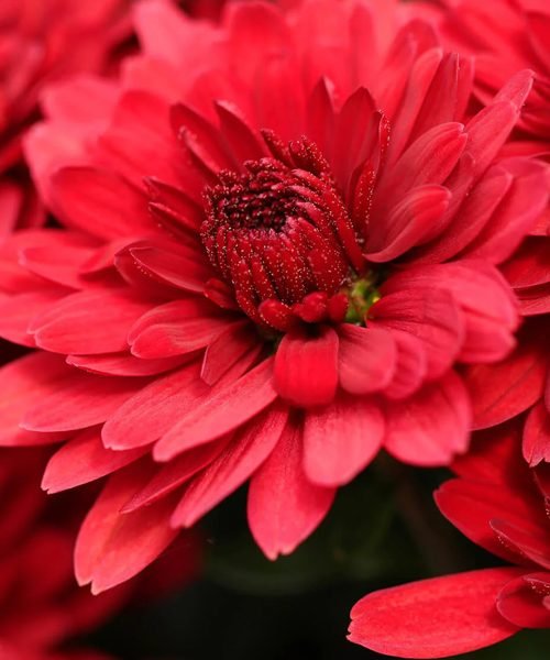 Chrysanthemum Pot Plants – image 2