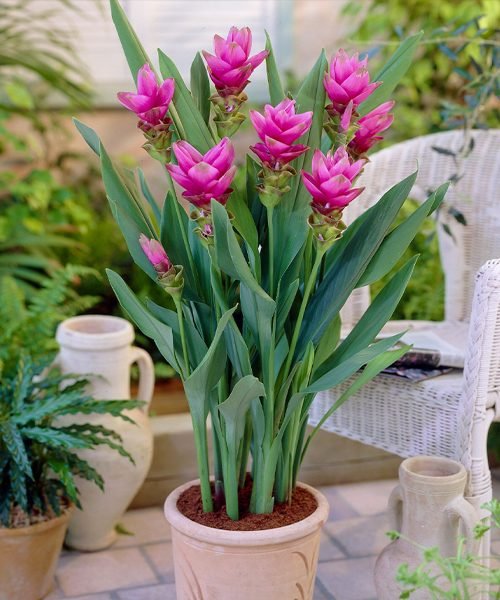 Curcuma Pot Plants