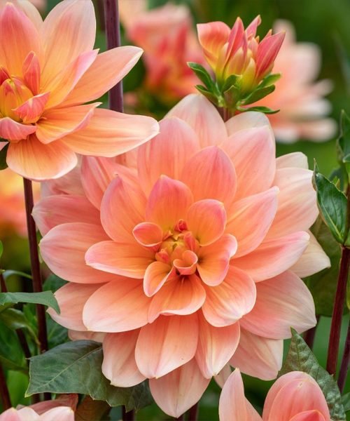 Dahlia Pot Plants