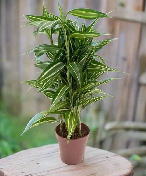 Dracaena Sanderiana Pot Plants