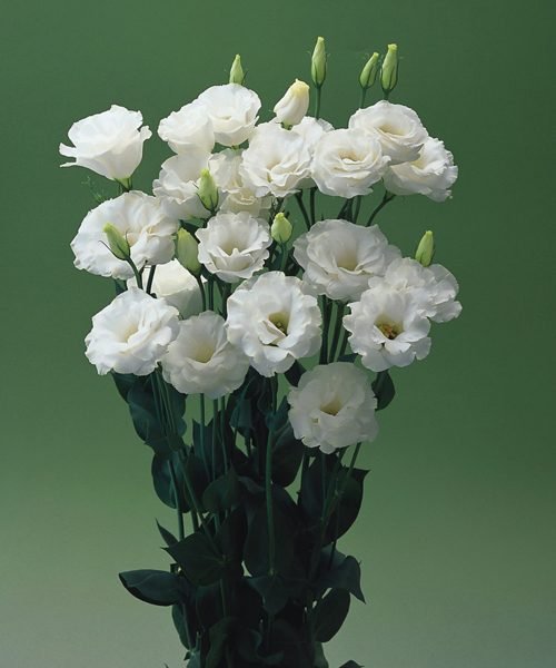 Eustoma – image 2