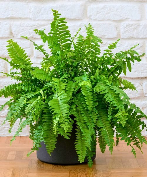 Ferns Pot Plants – image 1
