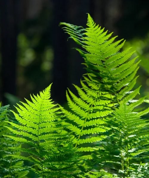 Ferns Pot Plants – image 2