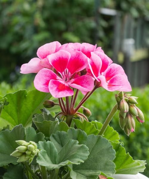 Geranium Pot Plants