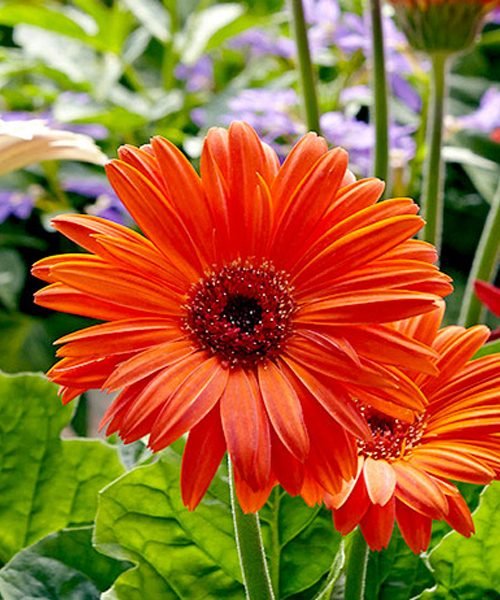 Gerbera – image 2