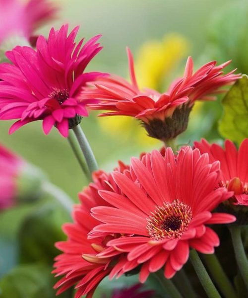 Gerbera Pot Plants – image 1