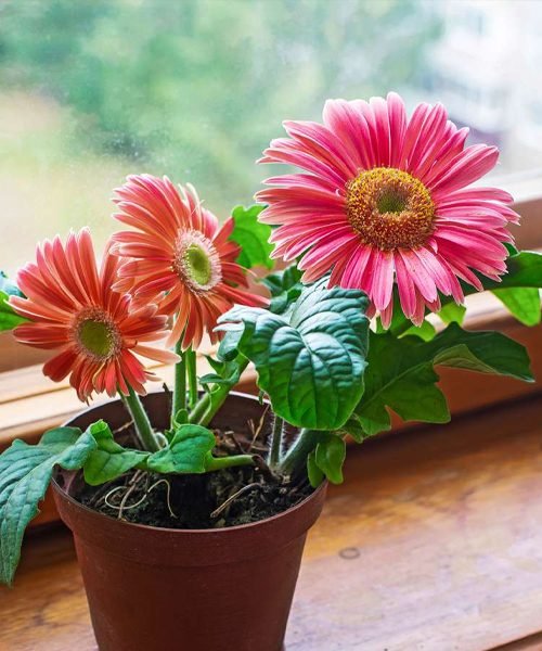 Gerbera Pot Plants – image 2