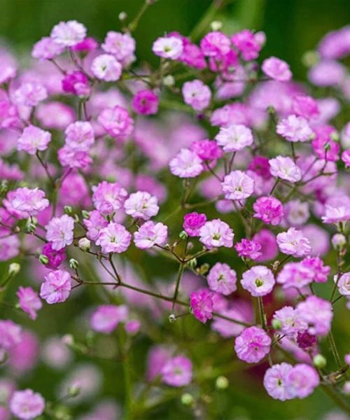 Gypsophila – image 1