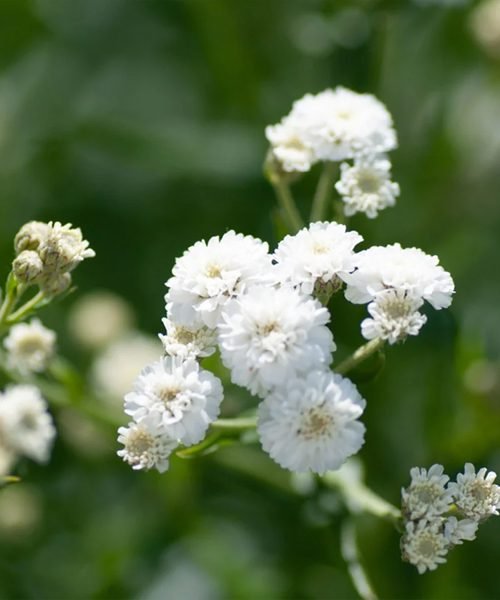 Gypsophila – image 2