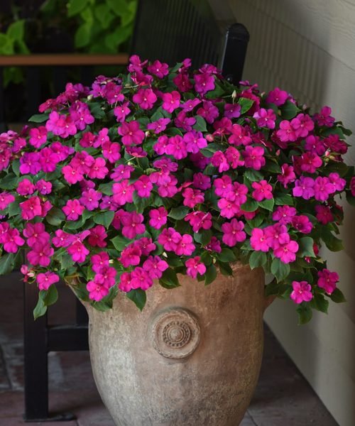 Impatiens Pot Plants – image 1