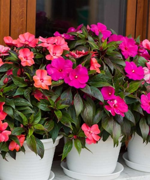Impatiens Pot Plants – image 2
