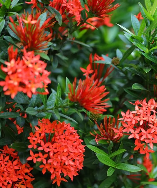 Ixora Pot Plants